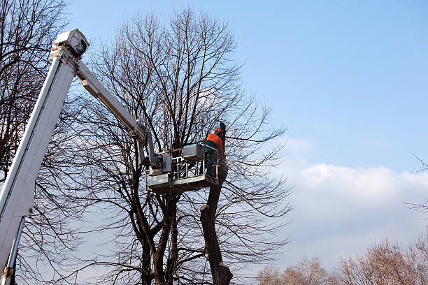 Best Storm Damage Tree Cleanup  in Walton Park, NY